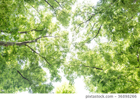 Wakaba Fresh green forest bath leaf refreshing green refreshing sunlight Leakage Forest Bath Ecology Eco Sunlight 36898266