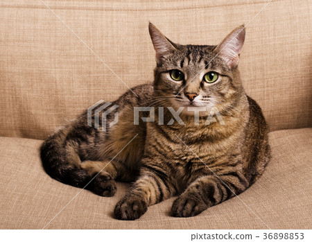 Portrait of green-eyed cat isolated 36898853