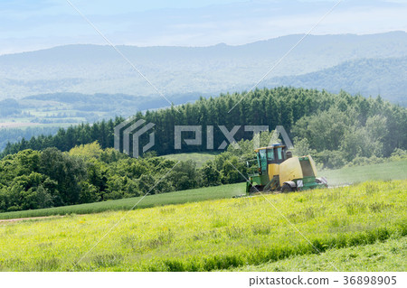 Tractor harvesting grass / Hokkaido Bieicho 36898905