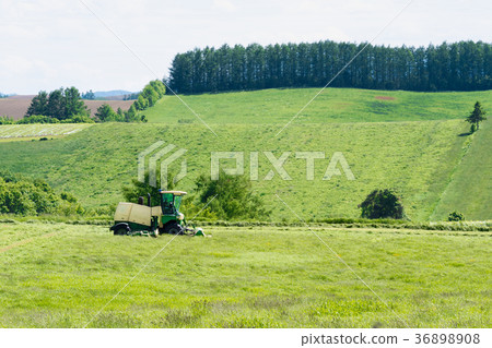 Tractor harvesting grass / Hokkaido Bieicho Tractor harvesting grass / Hokkaido Bieicho 36898908