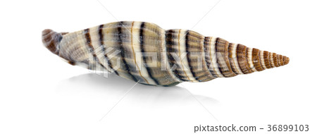 Sea shell on white background 36899103