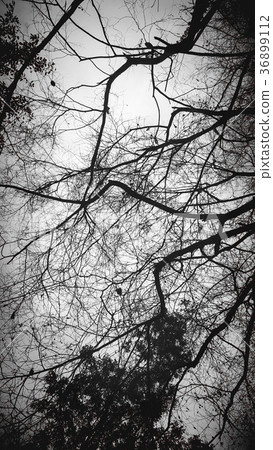 tree, black and white photo Perfect background 36899112