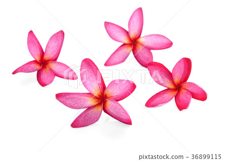 pink flower isolated on white pink flower isolated on white 36899115