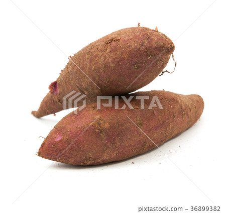 tapioca plants cassava closeup isolated on white tapioca plants cassava closeup isolated on white 36899382