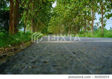 Asphalt rural road amidst green trees Asphalt rural road amidst green trees 36900054