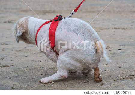 Shih tzu dog shitting on the sandy beach 36900055
