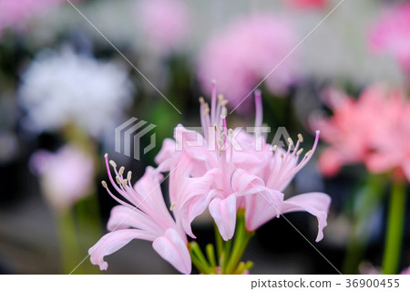 鑽石百合 36900455