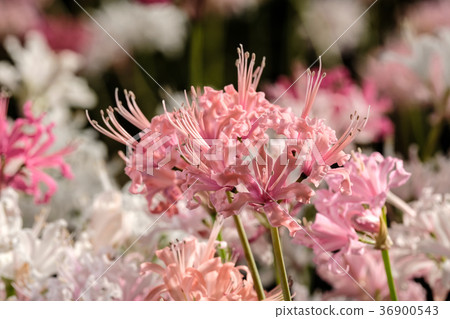 Diamond Lily 36900543