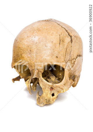 Human Scull 36900922