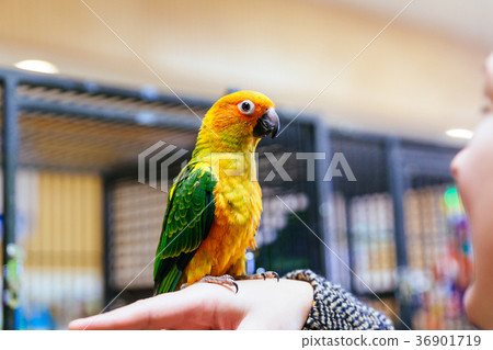 Parrot scratching his beak with his Claws 36901719