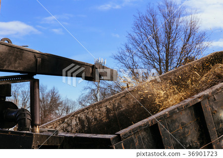 Landscapers using chipper machine to remove 36901723