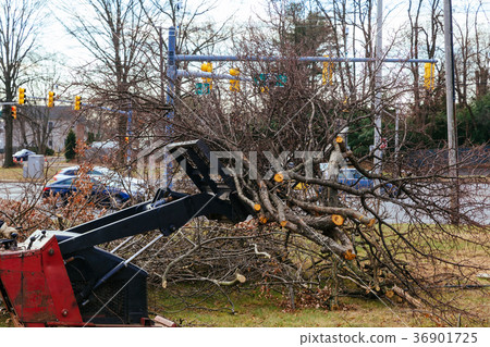 Cuts tree with chainsaw, concept of deforestation. 36901725
