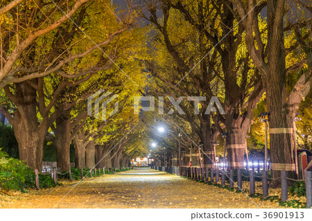 Japanese autumn Tokyo Ginko rowing tree of Jingu Gaien Japanese autumn Tokyo Ginko rowing tree of Jingu Gaien 36901913