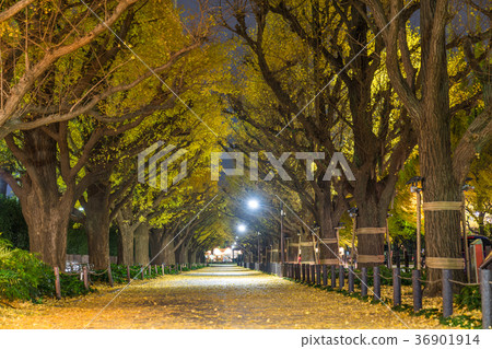 日本秋天東京Ginko神宮外苑划船樹 日本秋天東京Ginko神宮外苑划船樹 36901914