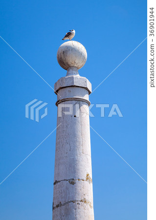 Seagull sitting on white column, Lisbon Seagull sitting on white column, Lisbon 36901944