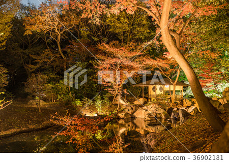 秋葉在日本打開Rikugien 秋葉在日本打開Rikugien 36902181