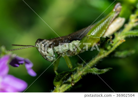 Grasshopper 36902504