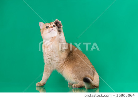 British shorthair young catof gold color, britain British shorthair young catof gold color, britain 36903064