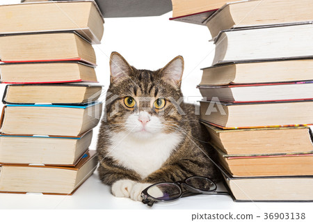 Big gray cat sitting in the house of books Big gray cat sitting in the house of books 36903138