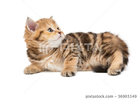 Small striped kitten  looking up 36903149