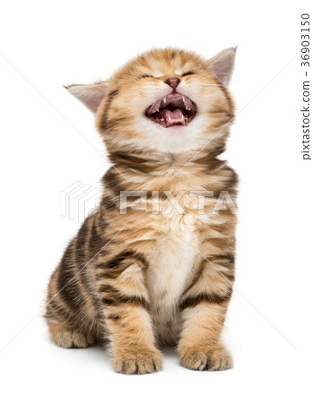 Small striped kitten breed British marble 36903150