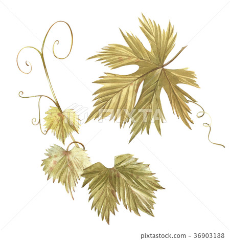 Fresh Green Grape Leaf. Isolated white Background Fresh Green Grape Leaf. Isolated white Background 36903188