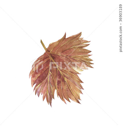 Grape Leaf. Isolated white Background. Hand drawn 36903189