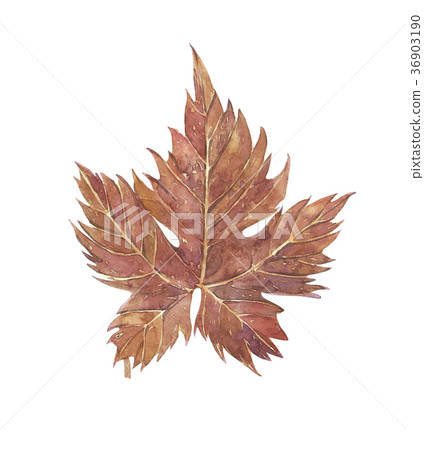 Grape Leaf. Isolated white Background. Hand drawn Grape Leaf. Isolated white Background. Hand drawn 36903190