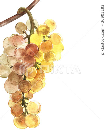 Watercolor illustration of bunches of white grapes Watercolor illustration of bunches of white grapes 36903192