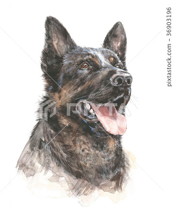 Healthy purebred dog German Shepherd. Graphic Healthy purebred dog German Shepherd. Graphic 36903196