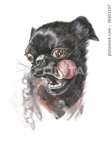 Amazing dog face with round eyes . Dog black Amazing dog face with round eyes . Dog black 36903197