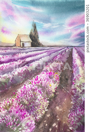Morning sun over the landscape with a lavender Morning sun over the landscape with a lavender 36903201