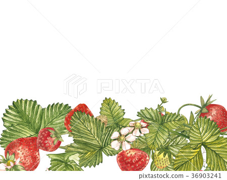 Horizontal banners with ripe red berry strawberry Horizontal banners with ripe red berry strawberry 36903241