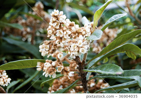 Flower of loquat 36904035