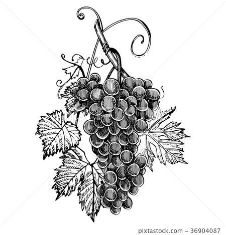 Grapes monochrome sketch. Hand drawn grape bunches Grapes monochrome sketch. Hand drawn grape bunches 36904087