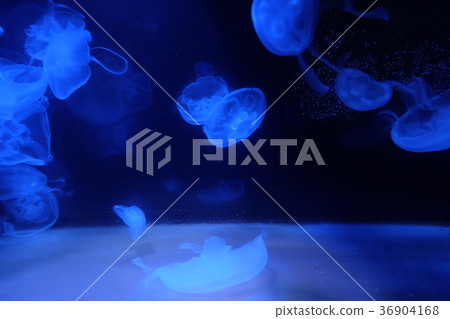 Nagisa水族館 36904168