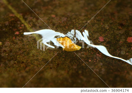 Nagisa水族館 36904174