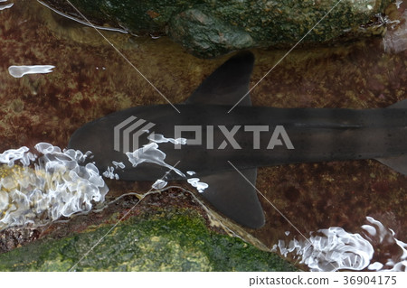 Nagisa水族館 36904175