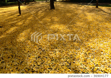 Ginkgo and Ginkgo leaves that fell on one side 36904177