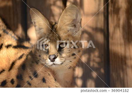 val貓,遙門 val貓,遙門 36904182