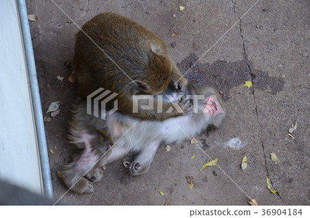 從上面被看見的日本猴子和日本猴子修飾 36904184