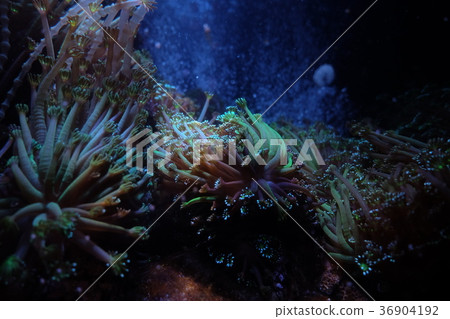 Nagisa水族館 36904192