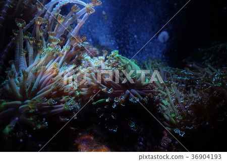 Nagisa水族館 36904193