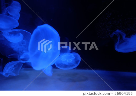 Nagisa水族館 36904195