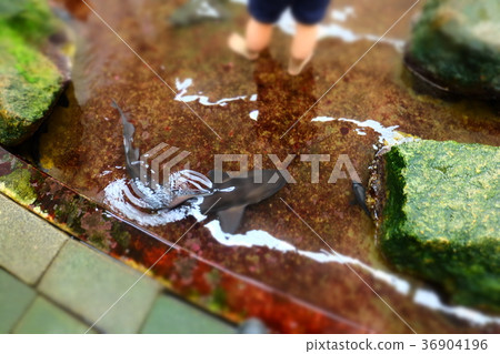 Nagisa Aquarium 36904196