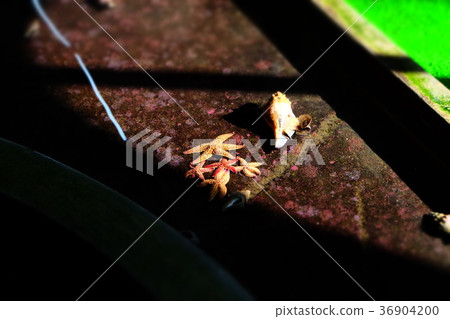 Nagisa水族館 Nagisa水族館 36904200