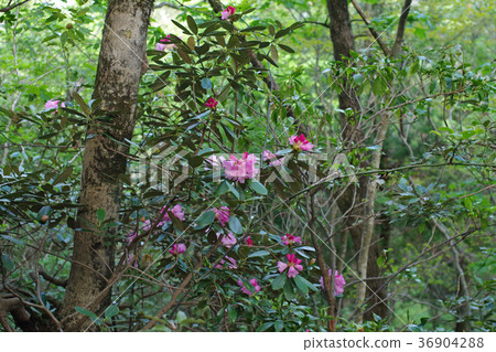 A shakunage of the Oki Daimanji mountain range A shakunage of the Oki Daimanji mountain range 36904288