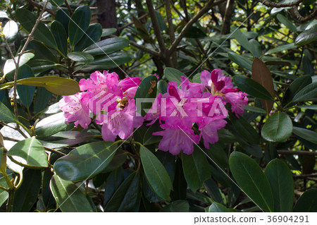 A shakunage of the Oki Daimanji mountain range 36904291