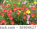 Beautiful pink,dark pink,yellow portulaca  flower. 36904627