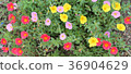 Beautiful pink,dark pink,yellow portulaca  flower. 36904629